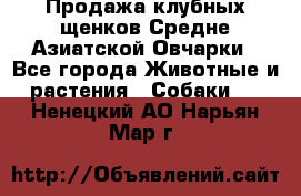 Продажа клубных щенков Средне Азиатской Овчарки - Все города Животные и растения » Собаки   . Ненецкий АО,Нарьян-Мар г.